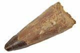 Spinosaurus Tooth - Real Dinosaur Tooth #189230-1